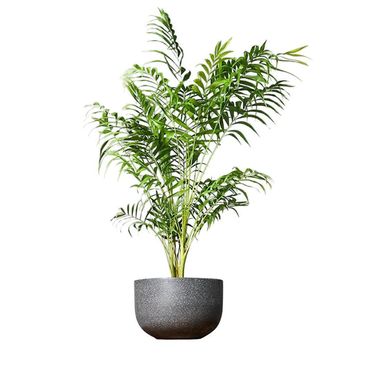 WORKMAN™ Hardware – Parlor Palm Bamboo, Stylish & Low Maintenance