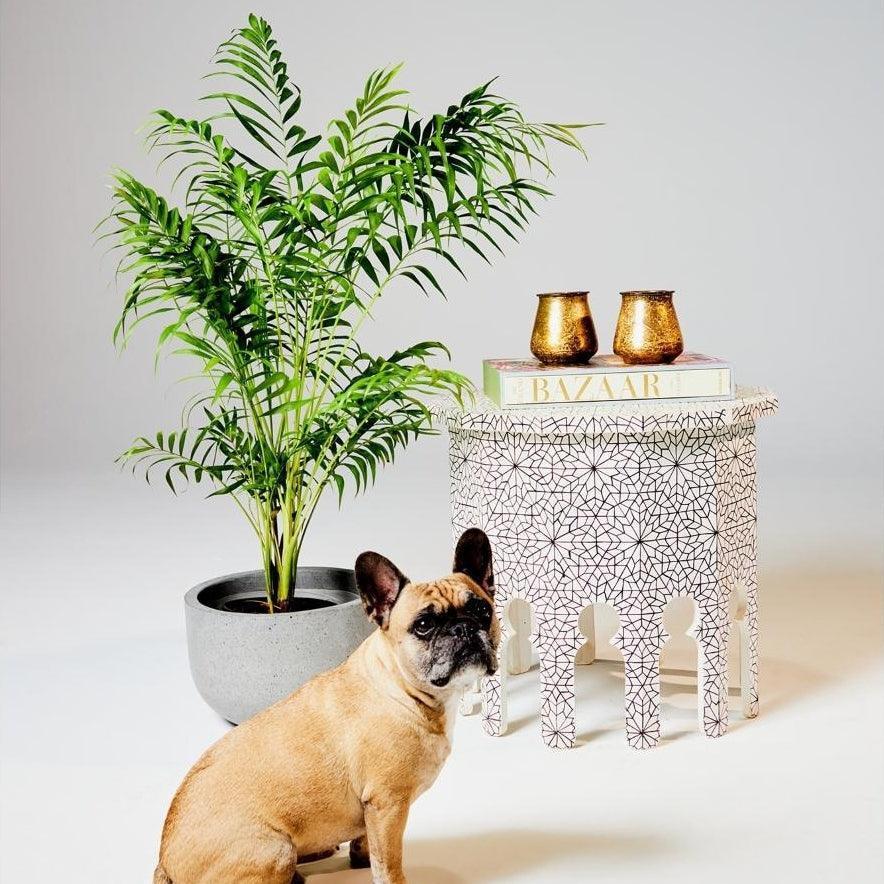 WORKMAN™ Hardware – Parlor Palm Bamboo, Stylish & Low Maintenance