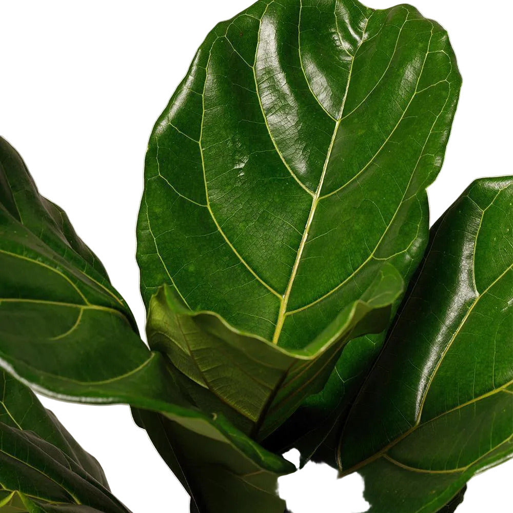 WORKMAN™ Hardware – The Tropical Treasure Fig, A Leafy Statement