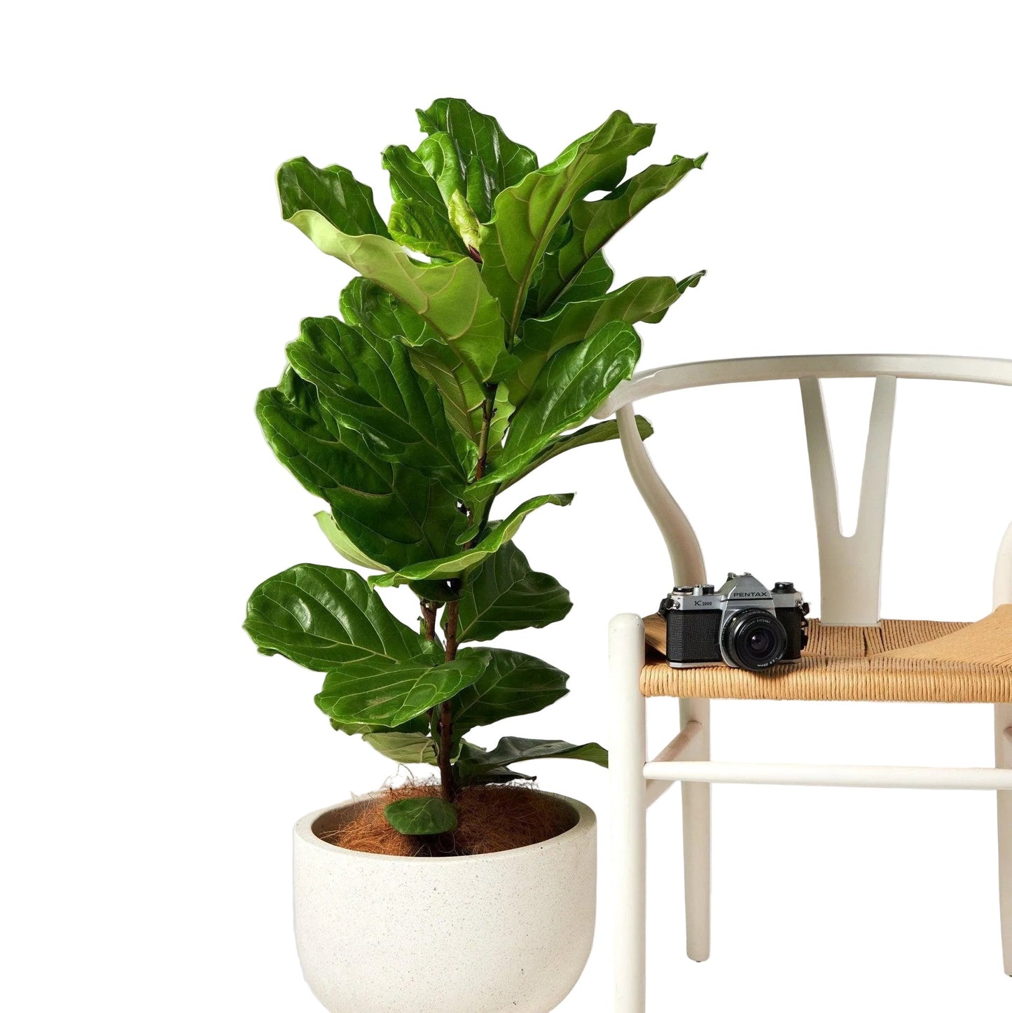 WORKMAN™ Hardware – The Tropical Treasure Fig, A Leafy Statement
