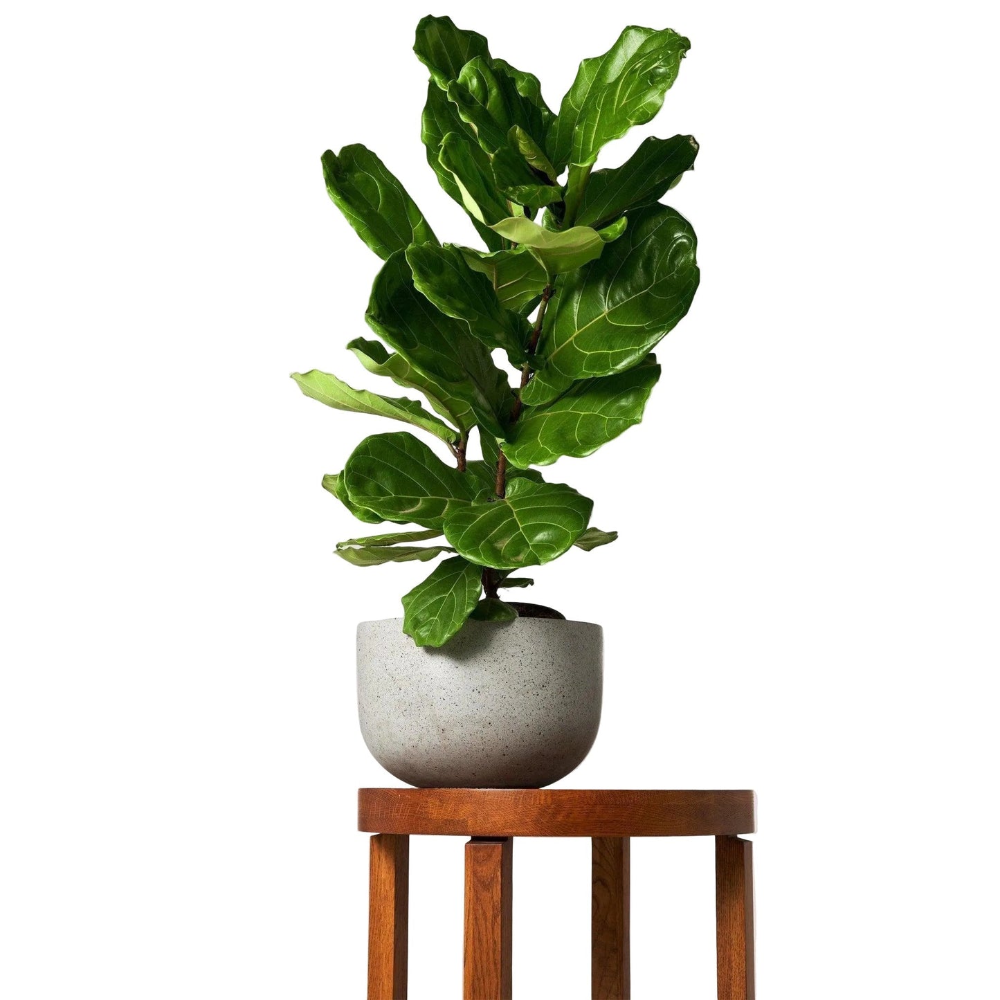 WORKMAN™ Hardware – The Tropical Treasure Fig, A Leafy Statement