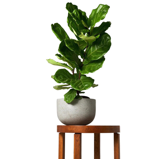 WORKMAN™ Hardware – The Tropical Treasure Fig, A Leafy Statement