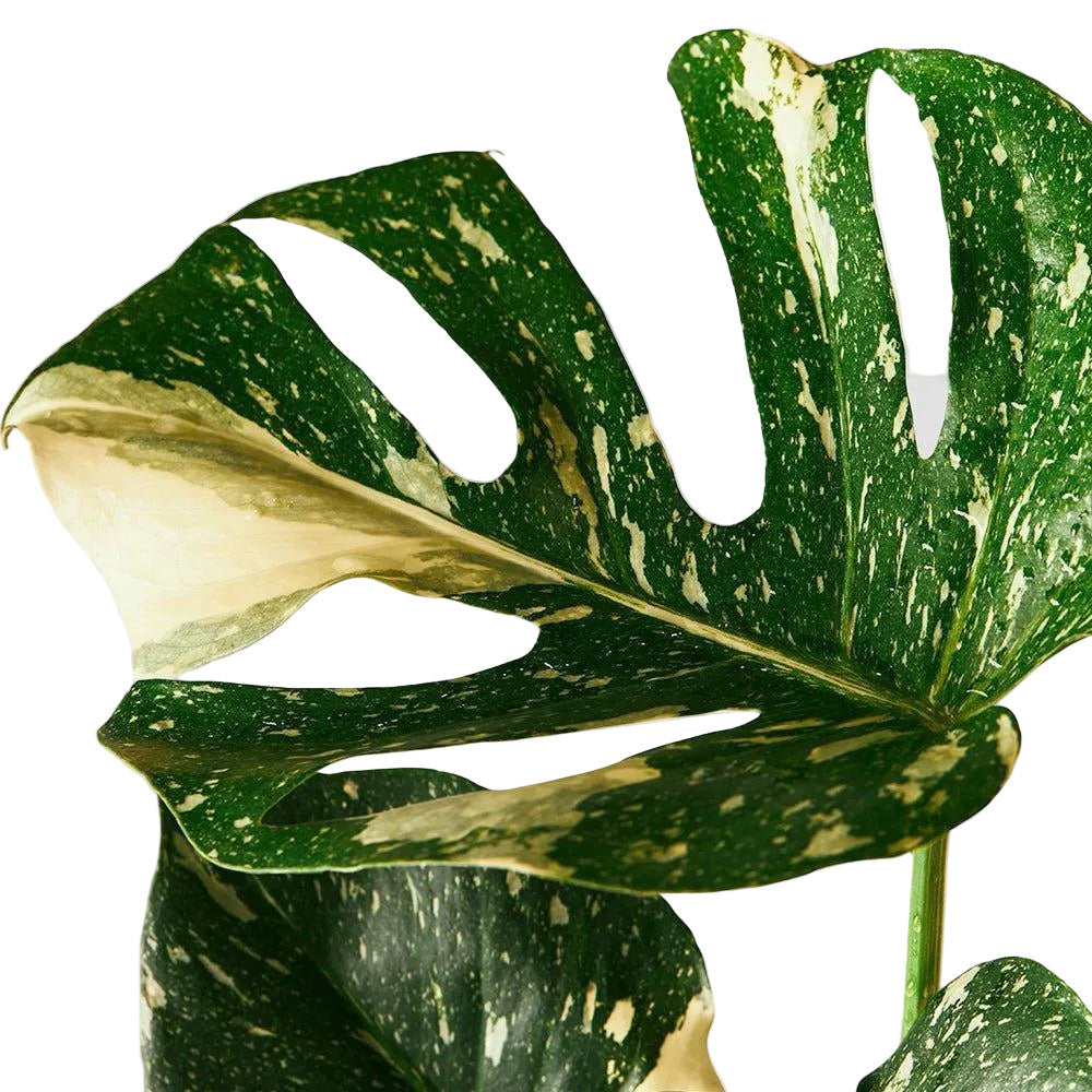 WORKMAN™ Hardware – Monstera Thai Constellation, Easy Care Houseplant