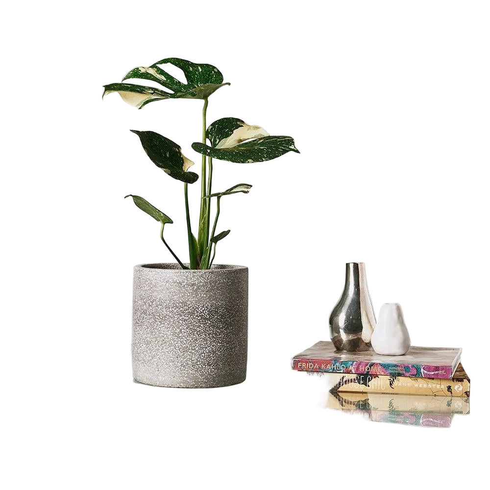 WORKMAN™ Hardware – Monstera Thai Constellation, Easy Care Houseplant